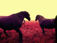 fialoví koně na růžové trávě / fotoobraz / recenze saal digital